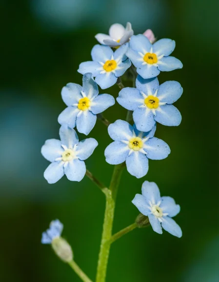 Forget me not