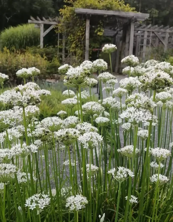 Garlic Chives
