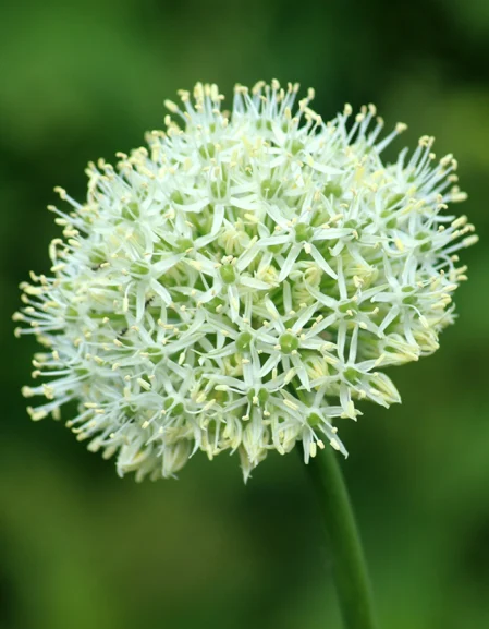 Garlic Chives Flower