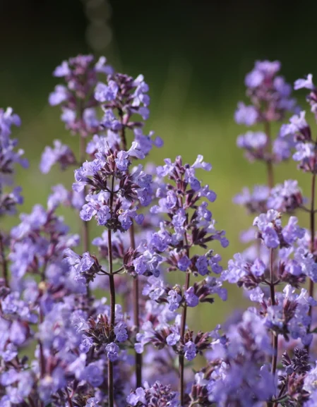 Nepeta Mussini