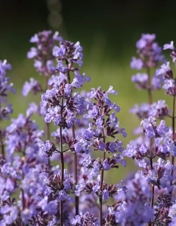 Nepeta Mussini