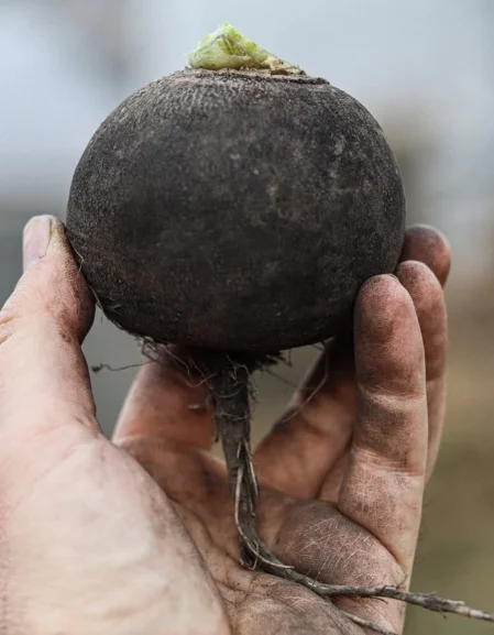 Radish Black Spanish Round