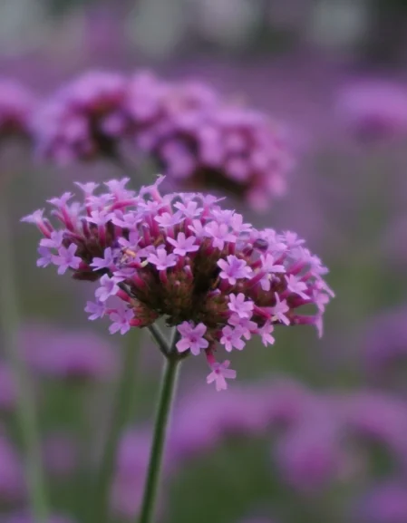 Verbena Bonariensis