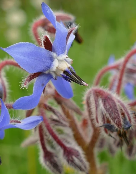 Borage