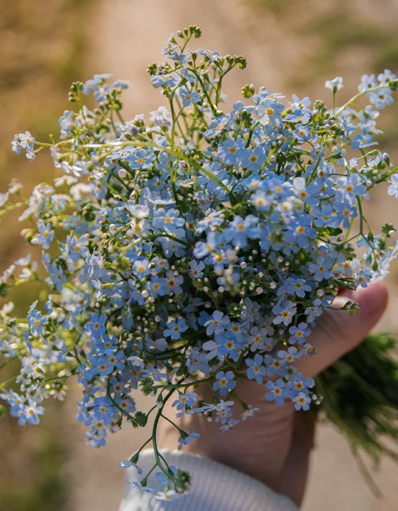 Forget me not