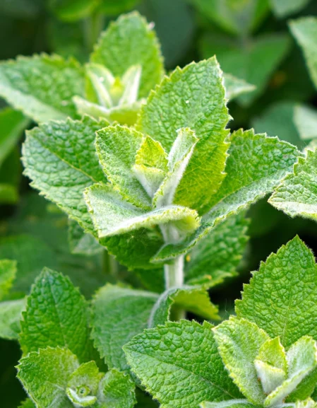 Oregano Greek Seeds