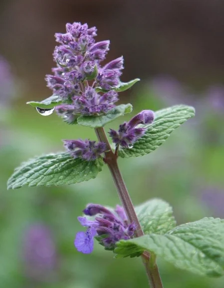spearmint