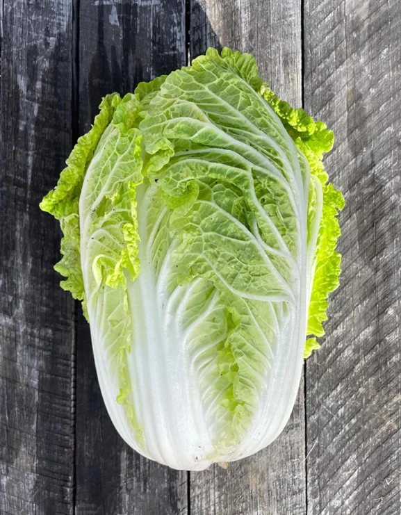 Chinese Cabbage Wong Bok