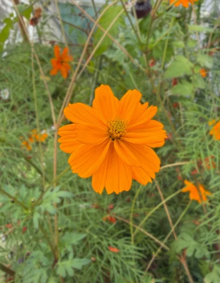 Cosmos Tango Seeds