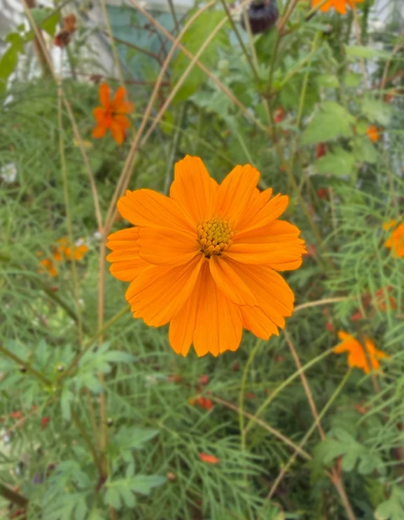 Cosmos Tango Seeds