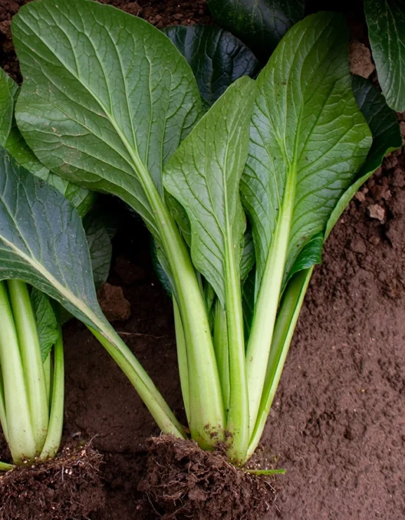 Mustard Spinach Komatsuna Seeds - Image 2