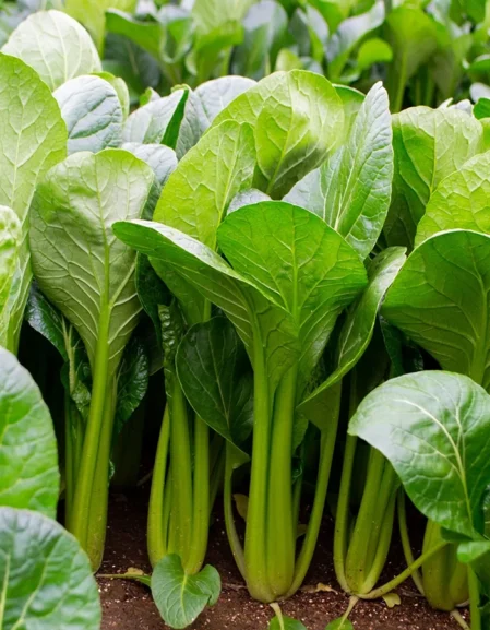 Mustard Spinach Komatsuna Seeds