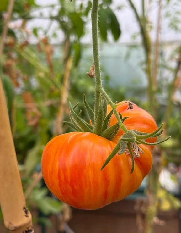 Lithium Sunset Tomato