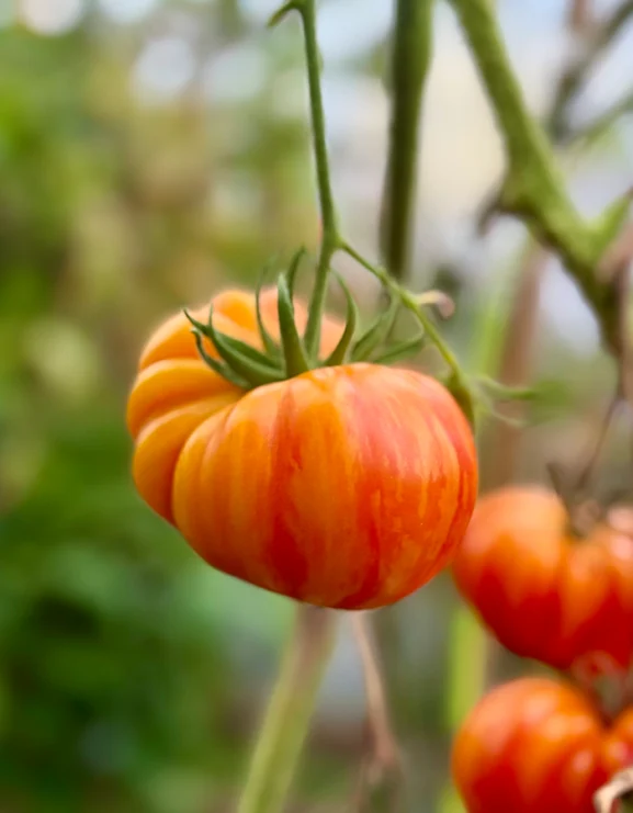 Lithium Sunset Tomato