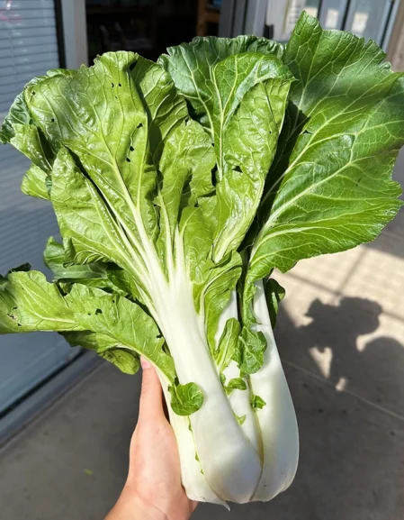 Pak Choi Canton White
