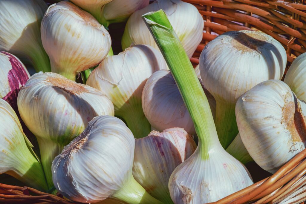Garlic Seeds