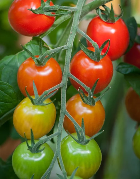 Apero Tomatos