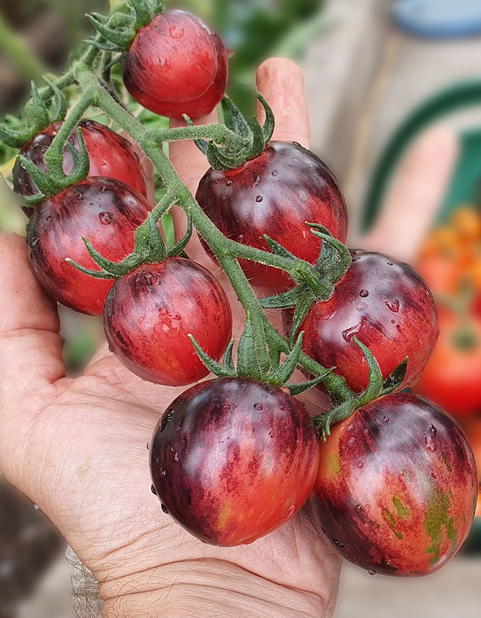 Black Strawberry Tomato Seeds