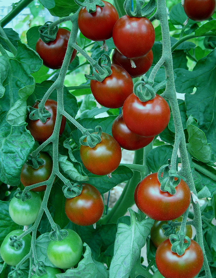 Garnet Tomato Seeds