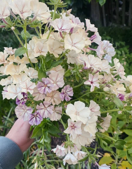 Phlox drummondii Crรจme Brรปlรฉe