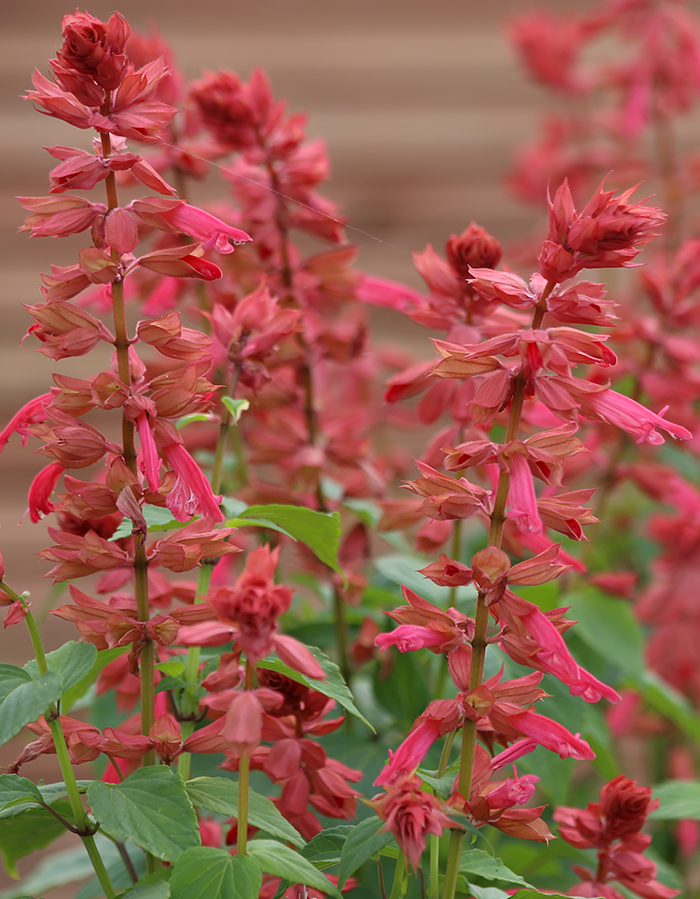Salvia Estrella Coral Seeds