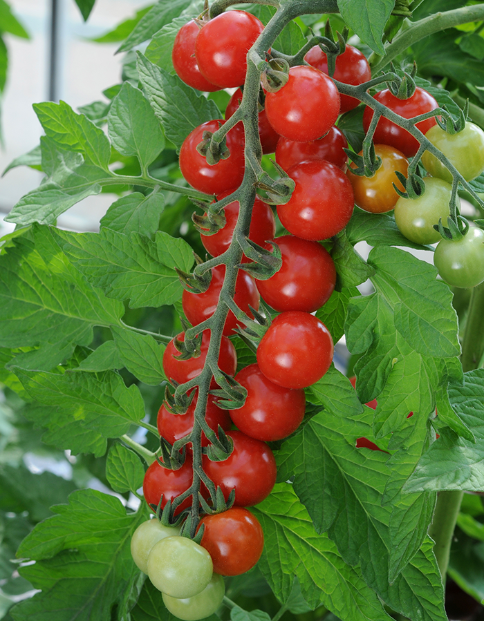 Sweet Aperitif Tomato
