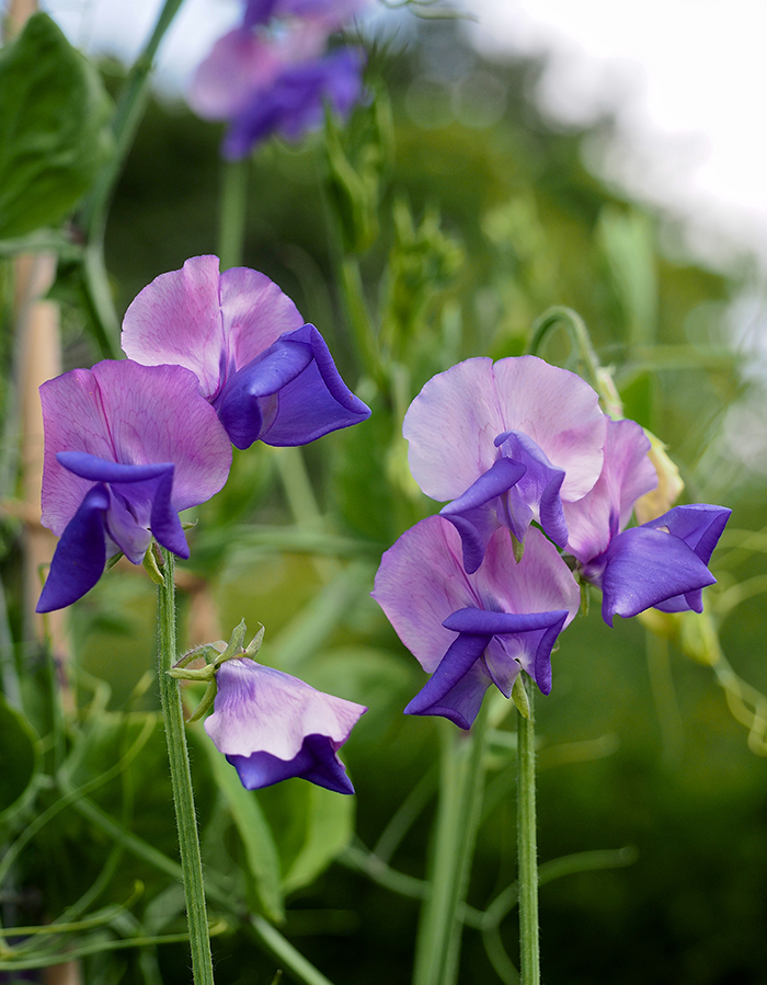Sweet Pea Erewhon