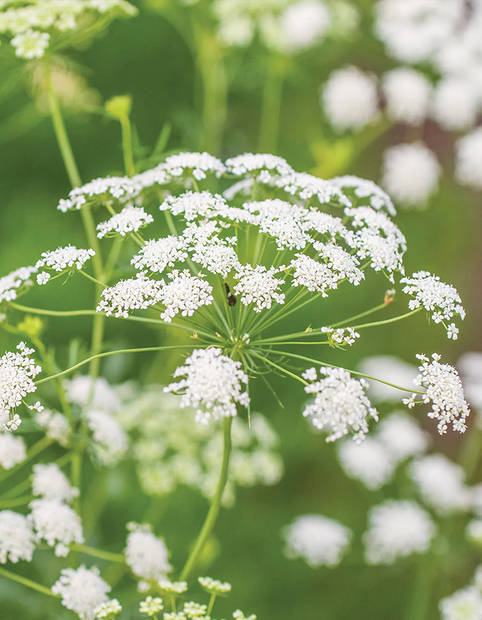 Ammi Majus Flower