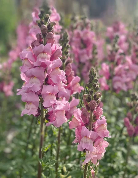 Antirrhinum F1 Potomac Lavender Seeds