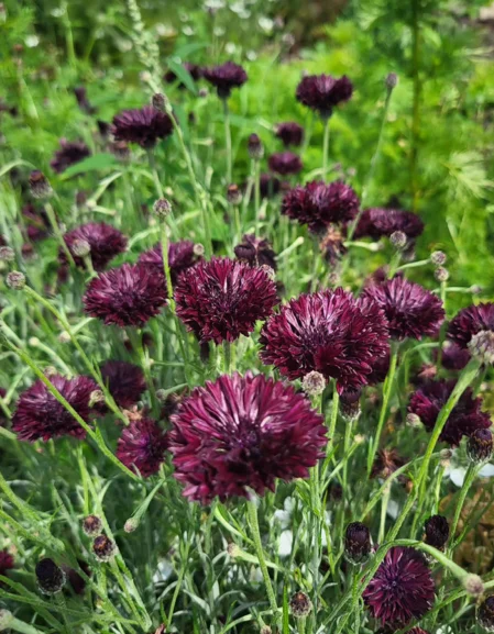 Cornflower Black Ball Seeds