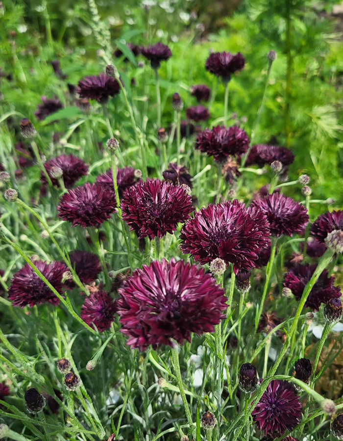 Cornflower Black Ball Seeds