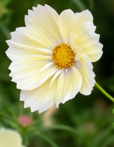Cosmos Xanthos Flower
