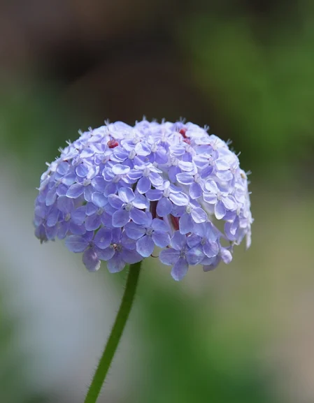 Didiscus caerulea ‘Lacy Blue’ Seeds