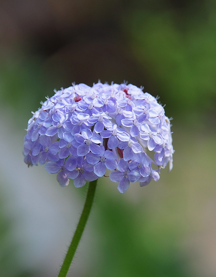 Didiscus caerulea ‘Lacy Blue’ Seeds