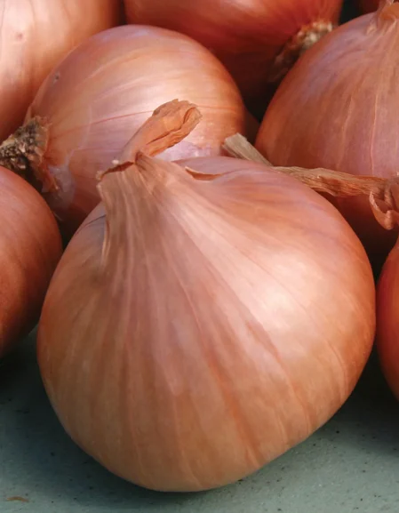 Red Sun Shallot