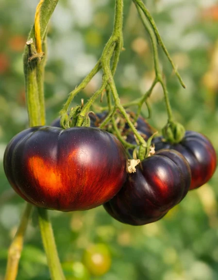 Tomato Sunfired Flare
