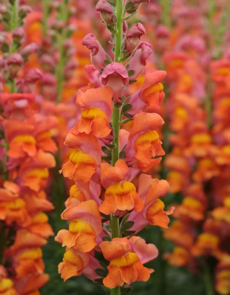 Antirrhinum Potomac Orange F1
