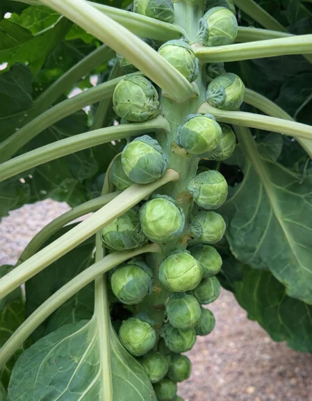 Brussel Sprout Trafalgar F1 Plant