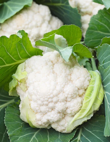 Cauliflower Igloo