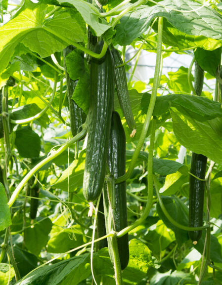 Cucumber Femspot F1 Seeds