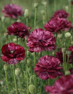 Papaver rhoeas Pandora Seeds