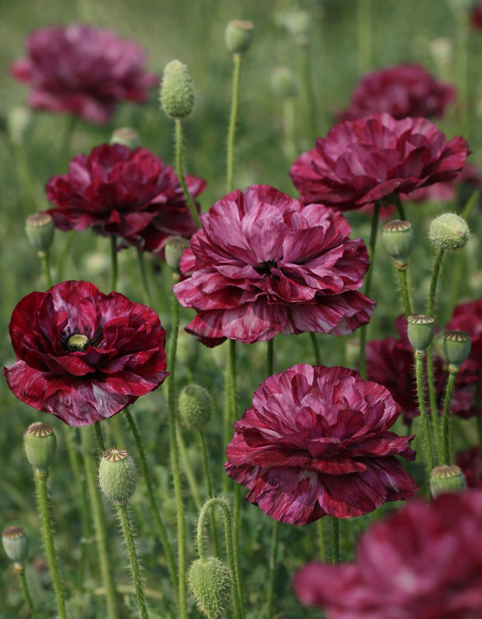 Papaver rhoeas Pandora Seeds