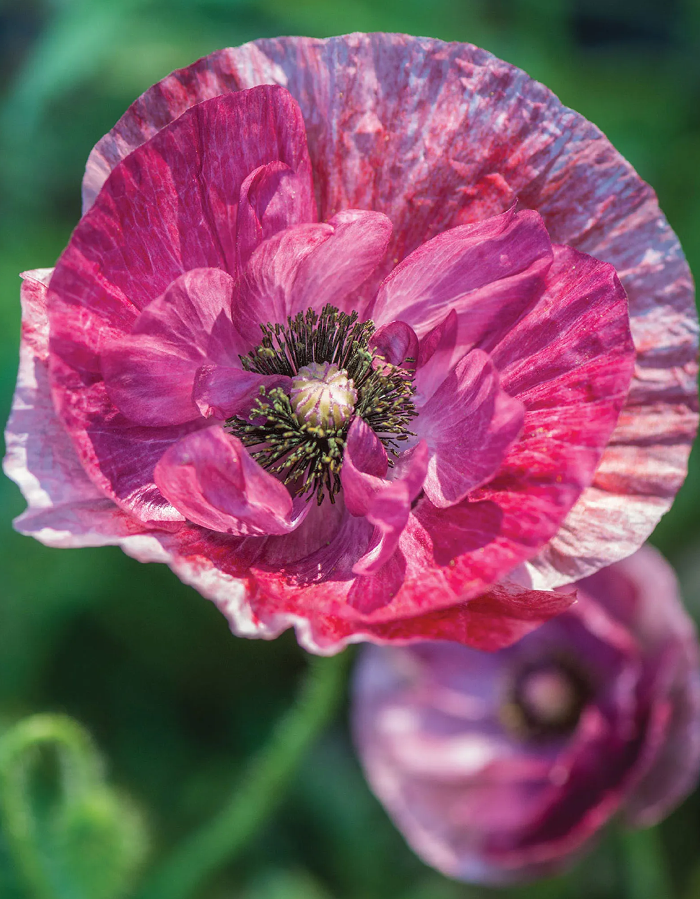 Papaver rhoeas Pandora Seeds - Image 2