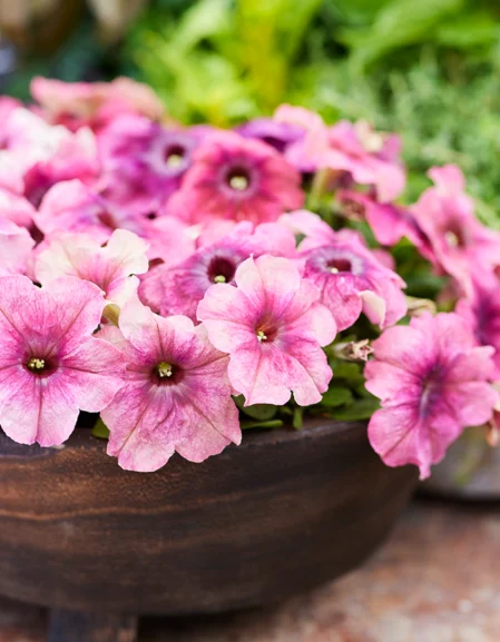 Petunia F1 Shake Cherryberry