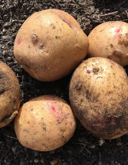 Organic Colleen Seed Potatoes (First Early)