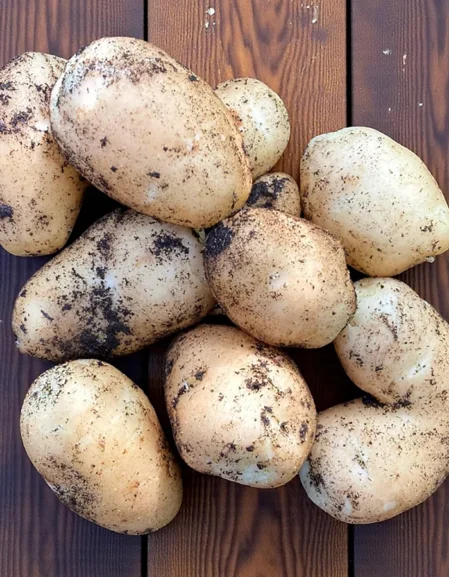 International Kidney Seed Potatoes (First Early)