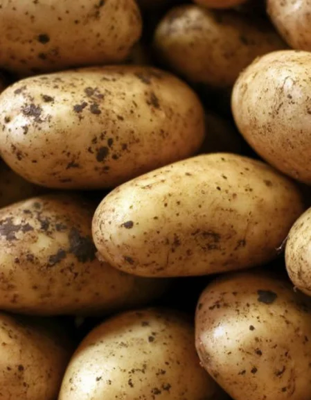Francis Seed Potatoes (First Early)