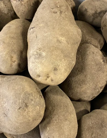 Golden Wonder Seed Potatoes (Maincrop)