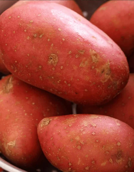 Rooster Seed Potatoes (Maincrop)